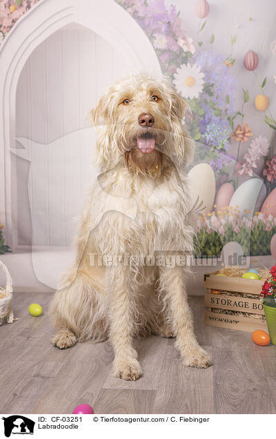 Labradoodle / Labradoodle / CF-03251