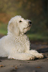 lying Labradoodle
