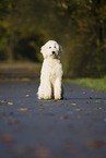 sitting Labradoodle