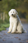 sitting Labradoodle
