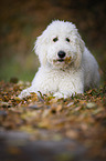 lying Labradoodle