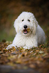 lying Labradoodle