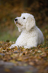 lying Labradoodle