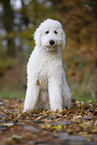 sitting Labradoodle