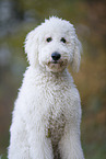 Labradoodle Portrait