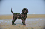 standing Labradoodle