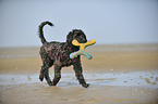 playing Labradoodle
