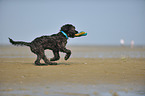 playing Labradoodle
