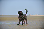 Labradoodle