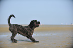 Labradoodle