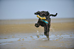 playing Labradoodle