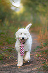 playing Labradoodle