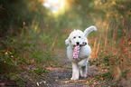playing Labradoodle