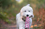 playing Labradoodle