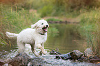 running Labradoodle