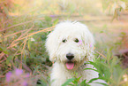Labradoodle Portrait