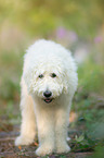 Labradoodle