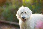 Labradoodle Portrait