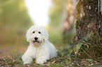 lying Labradoodle