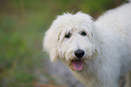 Labradoodle Portrait