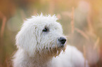 Labradoodle Portrait