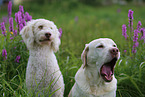 Labradoodle and Labrador Retriever