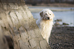 Labradoodle