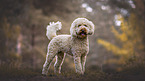 standing Labradoodle