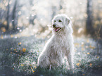 sitting Labradoodle