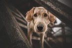 standing Labradoodle