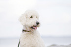 Labradoodle Portrait