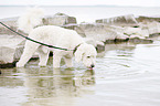 drinking Labradoodle