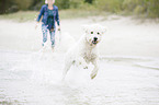 woman and Labradoodle
