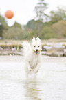 running Labradoodle