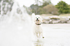 running Labradoodle