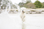 running Labradoodle