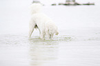 bathing Labradoodle