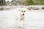 running Labradoodle