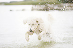 running Labradoodle