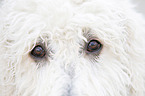 Labradoodle eyes