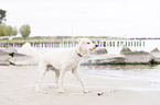 shaking Labradoodle