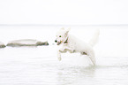 running Labradoodle