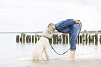 woman and Labradoodle