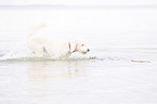 running Labradoodle