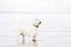 bathing Labradoodle