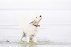 shaking Labradoodle