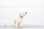 shaking Labradoodle