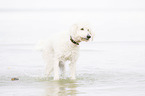shaking Labradoodle