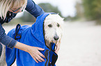 woman and Labradoodle