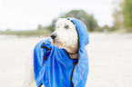 Labradoodle Portrait